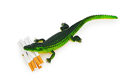 鳄鱼,香烟,隔绝,白色背景