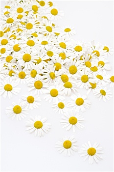多,黄春菊,头部,隔绝,白色背景,背景