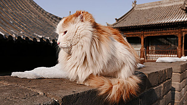 终南山古观音禅寺