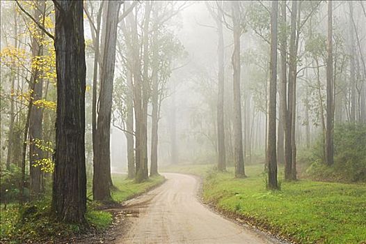 乡间小路,雾,丹顿农山脉,维多利亚,澳大利亚