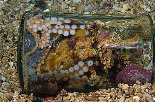 章鱼,雌性,生活方式,罐,蛋,脚,深,巴布亚新几内亚