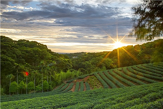 茶,花园