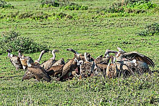 粗毛秃鹫,兀鹫,塞伦盖蒂,坦桑尼亚,非洲