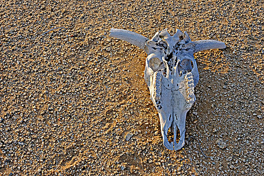 牛科动物,头骨,大理石,砂砾,荒芜,纳米比亚,国家公园