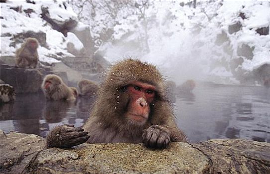 雪猴,日本猕猴,哺乳动物,雪,冬天,长野,本州,日本,亚洲,动物