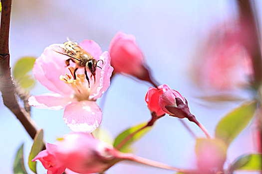 花朵上的蜜蜂特写