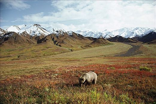 大灰熊,棕熊,觅食,靠近,阿拉斯加山脉,阿拉斯加