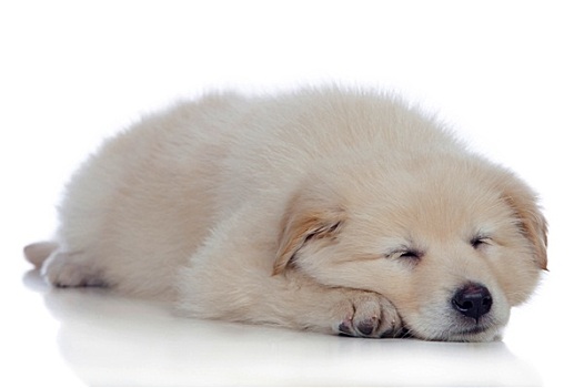 漂亮,狗,软,白发,睡觉