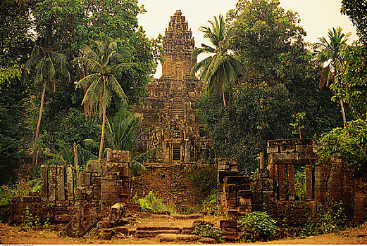 庙宇,树,收获,柬埔寨