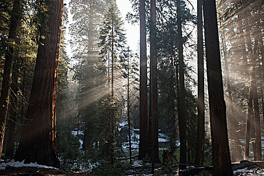 阳光,发光,树林,红杉国家公园,加利福尼亚,美国