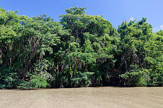 红树林,树林,河,多米尼加共和国,中美洲