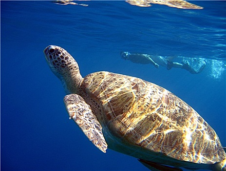 绿海龟,水下呼吸管