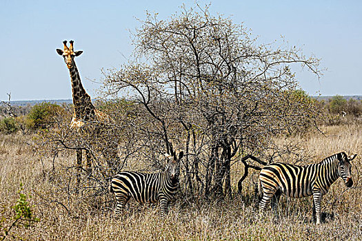 长颈鹿,斑马,克鲁格国家公园,南非