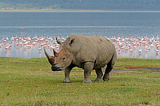 白色,犀牛,成年,湖,岸边,火烈鸟,成群,远景,纳库鲁湖,肯尼亚,非洲