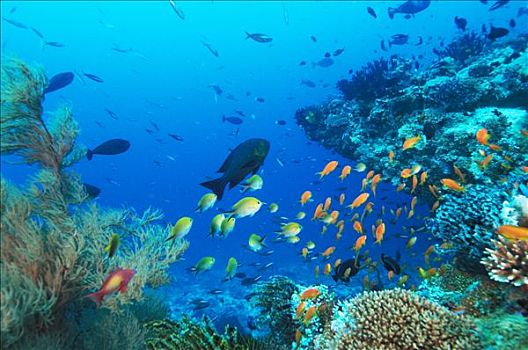 马尔代夫,水下,珊瑚,鱼