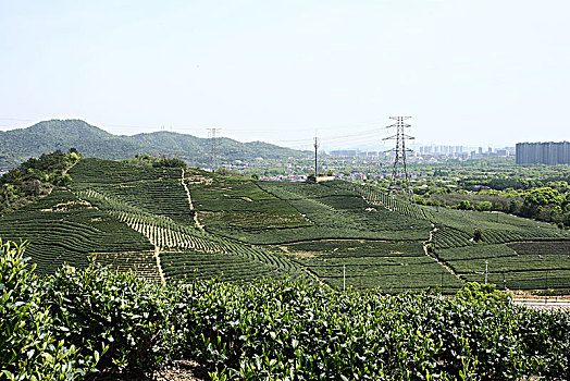 杭州龙坞茶镇茶园