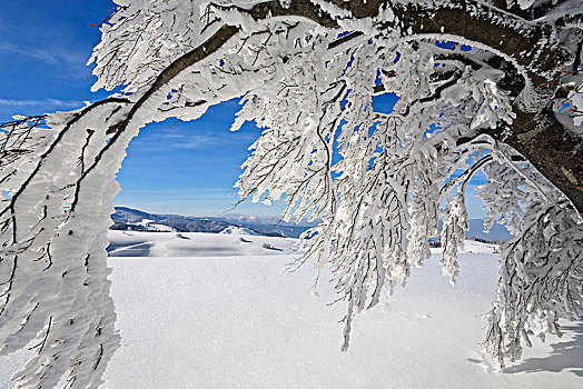 雪,山毛榉,黑森林,巴登符腾堡,德国