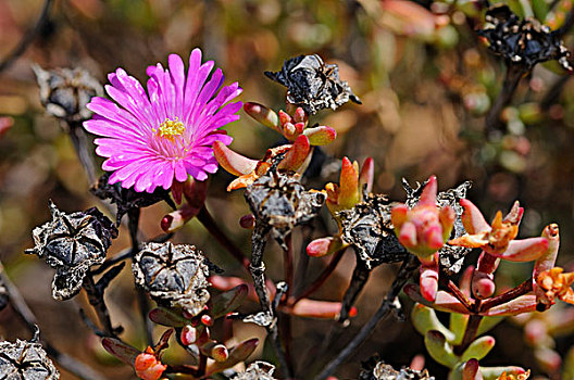 冰植物,纳马夸兰,南非,非洲