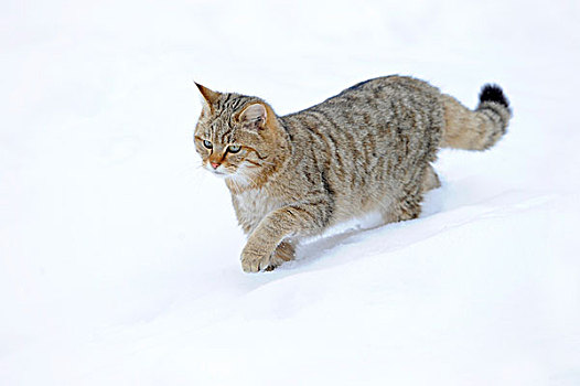野猫科动物,幼小,冬天,徘徊