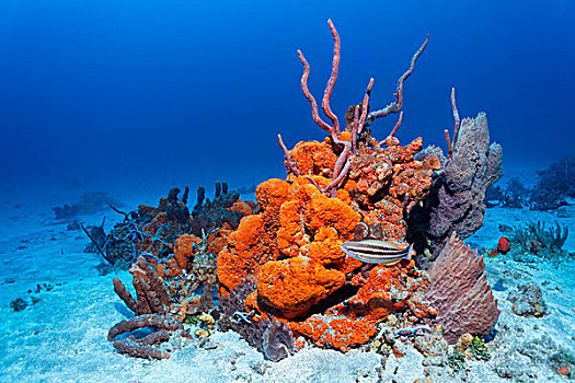 礁石,排列,多样,彩色,海绵,橙色,条纹,鹦嘴鱼,幼小,阶段,珊瑚,沙,仰视,小,多巴哥岛,斯佩塞德,特立尼达和多巴哥,小安的列斯群岛,加勒比海