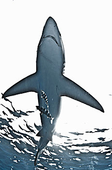 蓝鲨,游动,靠近,海面,巴伊亚,墨西哥