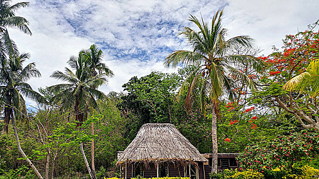 草屋,围绕,棕榈树,彩色,树,斐济