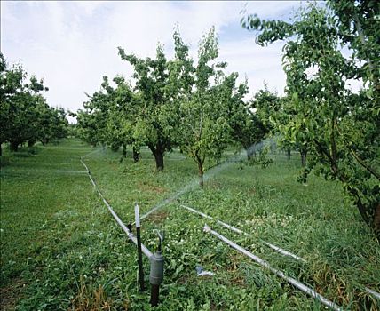 洒水器,灌溉,梨,果园,胡德河,山谷,胡德河县,俄勒冈,美国