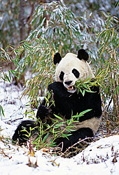 中国,四川,大熊猫,竹子,冬天,雪,卧龙自然保护区