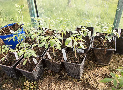 番茄植物,幼苗,罐,室内,温室