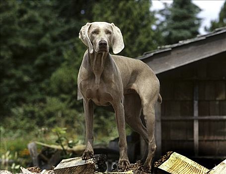 魏玛犬,狗,站立,堆积,木柴