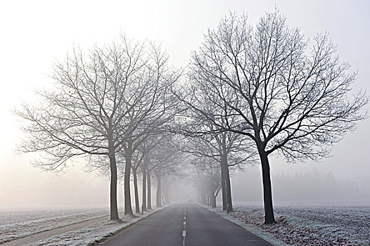 树林,道路,薄雾