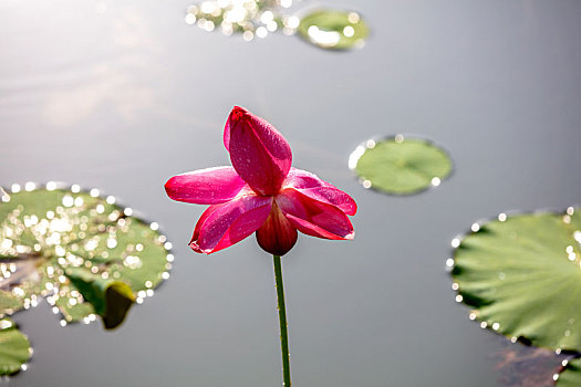 河南滑县,荷花盛开