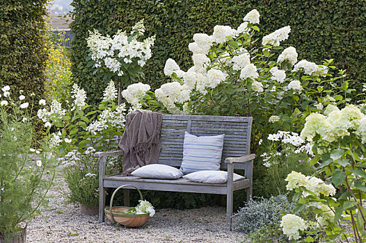 荫凉,休息区,木制长椅,白色背景,花坛,八仙花属