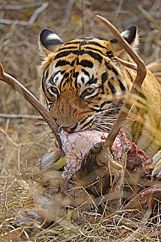 孟加拉,印度虎,虎,鹿,杀,嘴,拉贾斯坦邦,国家公园,印度,亚洲