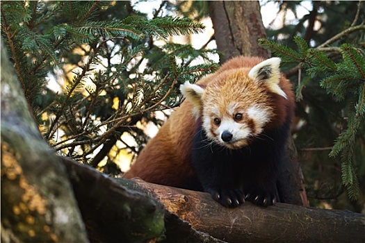 小猫熊,小熊猫