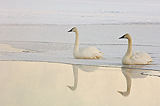 野天鹅,天鹅,黑嘴天鹅,休息,边缘,冰,连通,溪流,萨德伯里,安大略省