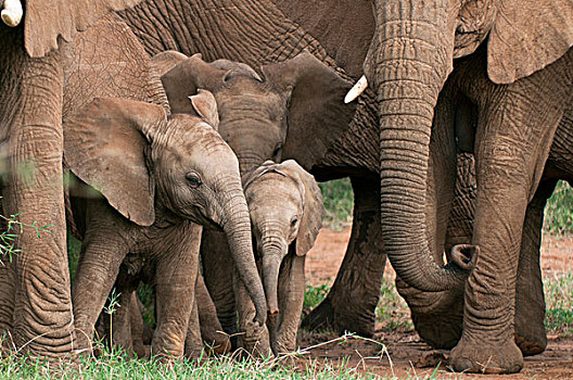 非洲象,幼兽,防护,女性,研究中心,肯尼亚