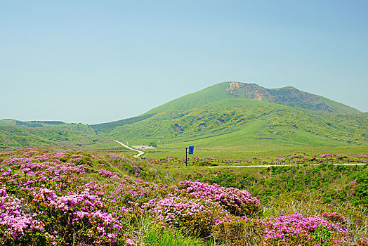 九州,杜鹃花,日本