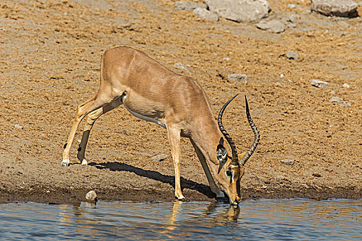 黑脸高角羚,黑斑羚,雄性,喝,水坑,埃托沙国家公园,纳米比亚,非洲