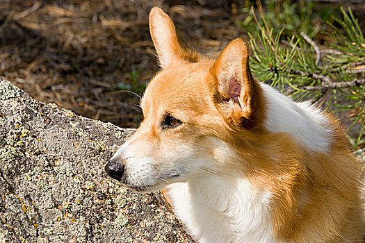 彭布罗克威尔士柯基犬