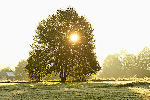 太阳,树,早晨,秋天,巴伐利亚森林国家公园,巴伐利亚,德国