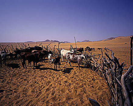 牛,纳米比亚,非洲
