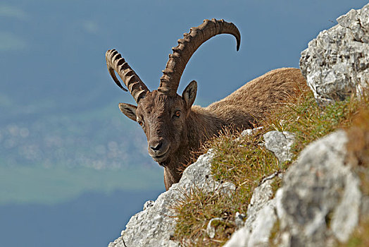阿尔卑斯野山羊,羱羊,提洛尔,奥地利,欧洲