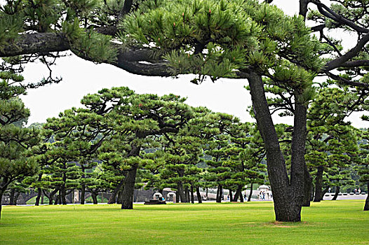 树,公园,区域,东京,日本