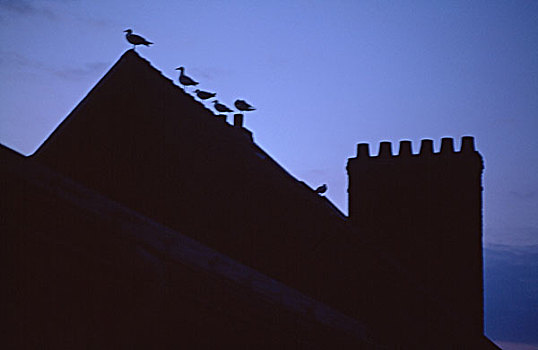 海鸥,屋顶