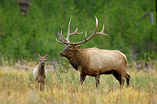 公麋鹿,黄石国家公园,怀俄明