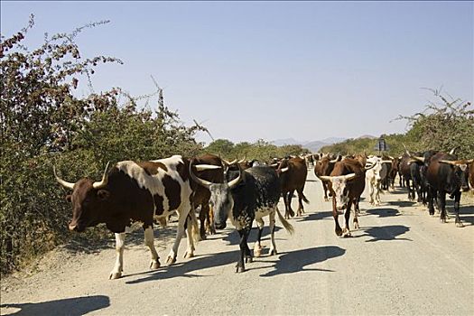 牛,走,土路,考科韦尔德,非洲