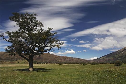 孤树,宽,茂密,山谷,托雷德裴恩国家公园,巴塔哥尼亚,智利