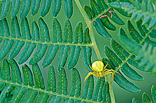 蟹蛛,蕨,威尔斯格雷省立公园,不列颠哥伦比亚省,加拿大