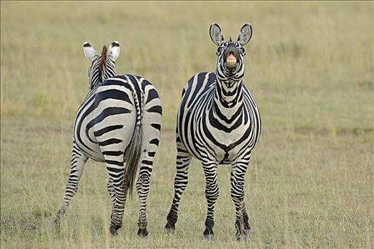 白氏斑马,斑马,一对,大草原,一个,马赛马拉国家保护区,肯尼亚